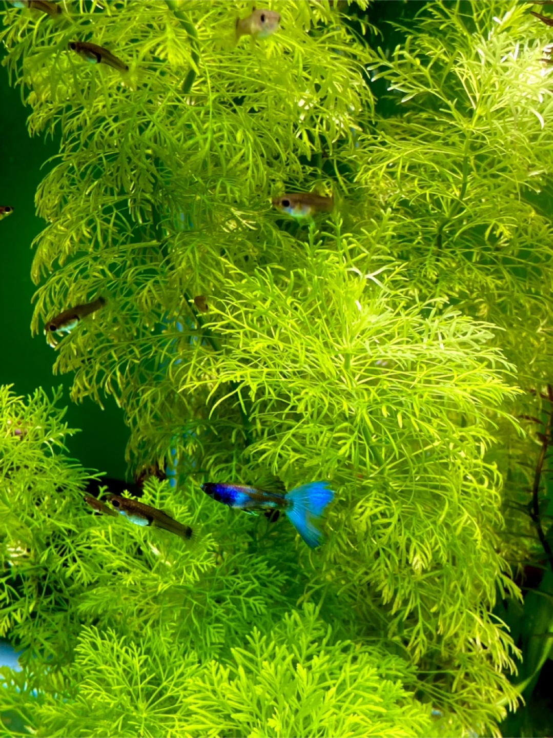 Live Aquarium Plant