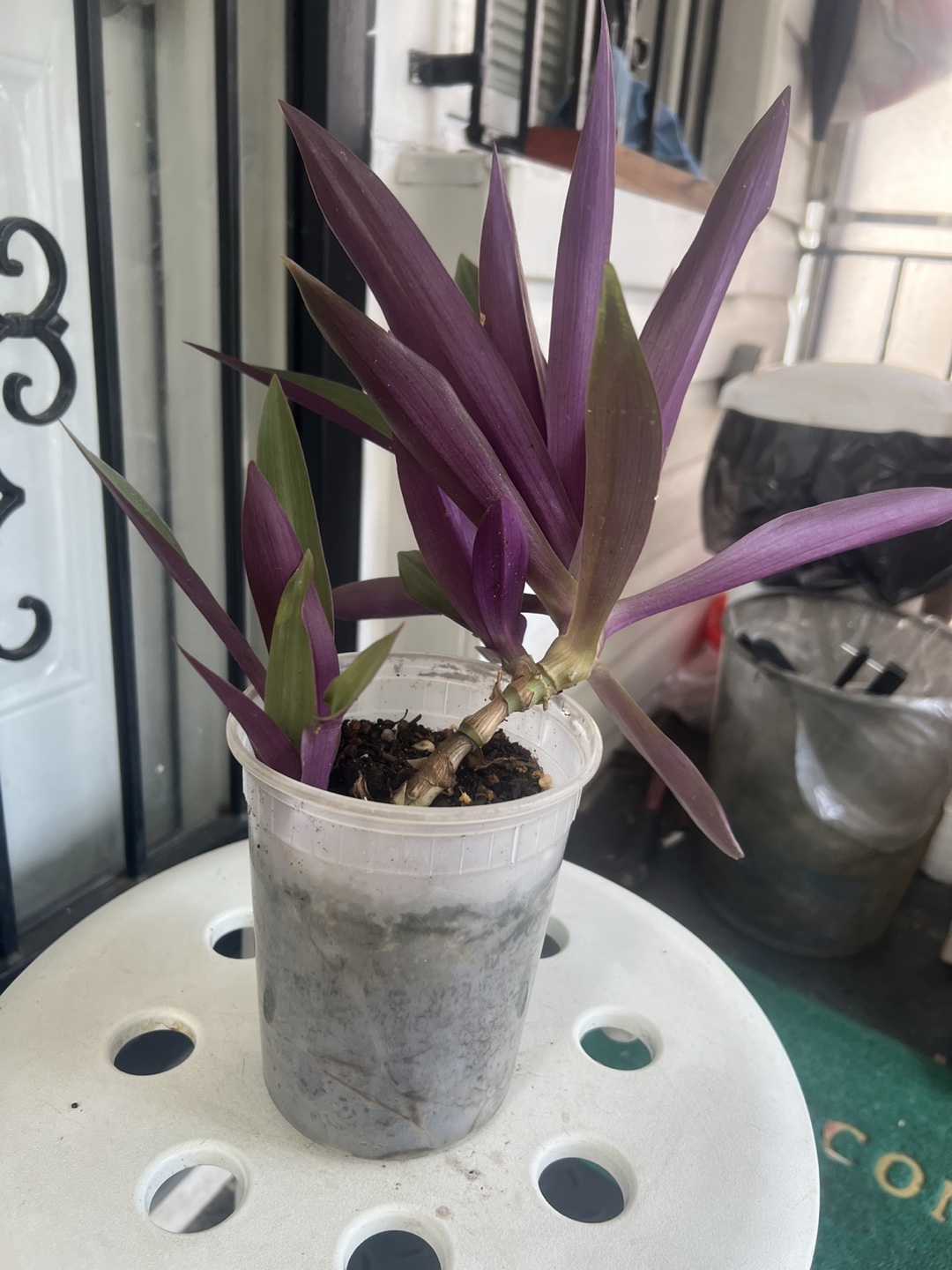 Tradescantia Spathacea Plant - photo 5