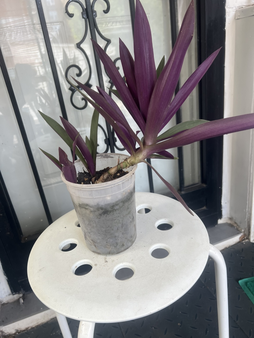 Tradescantia Spathacea Plant - photo 3