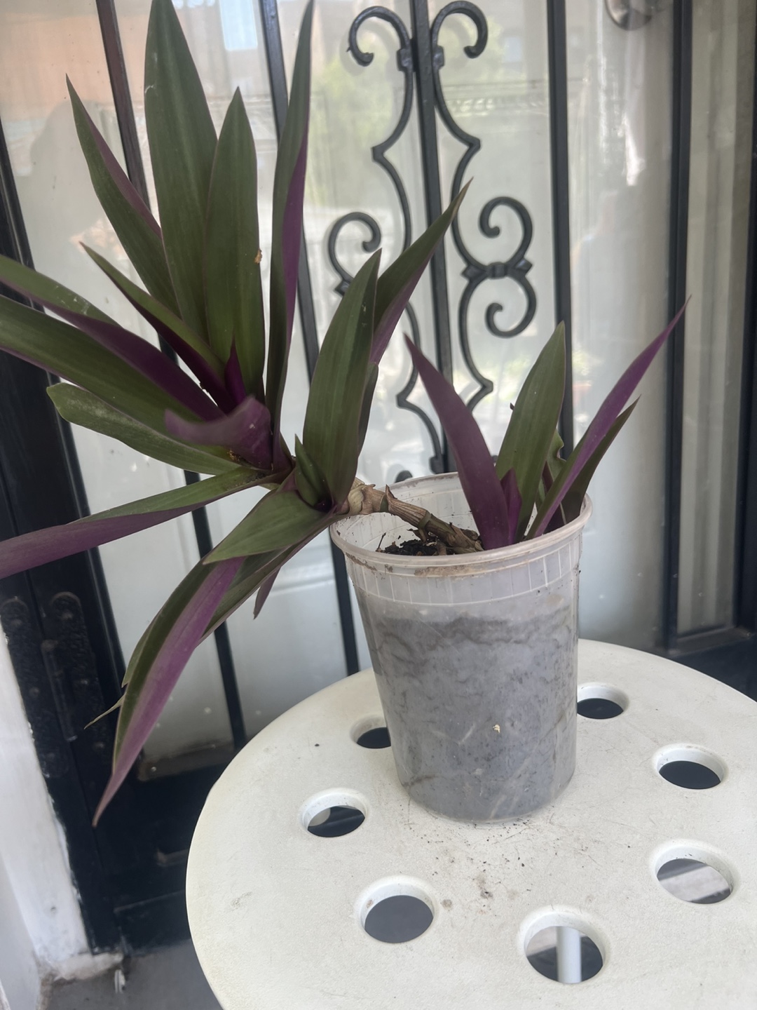 Tradescantia Spathacea Plant - photo 4