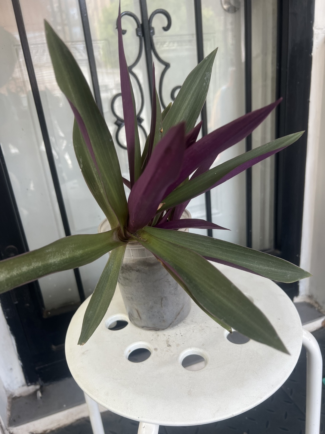 Tradescantia Spathacea Plant - photo 2