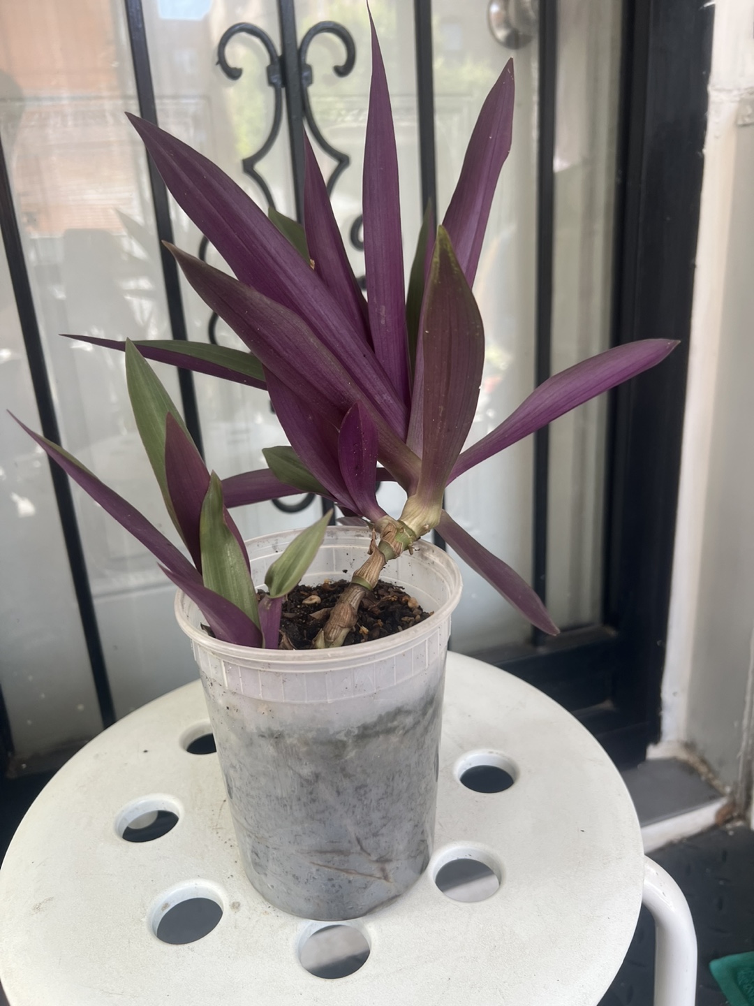 Tradescantia Spathacea Plant