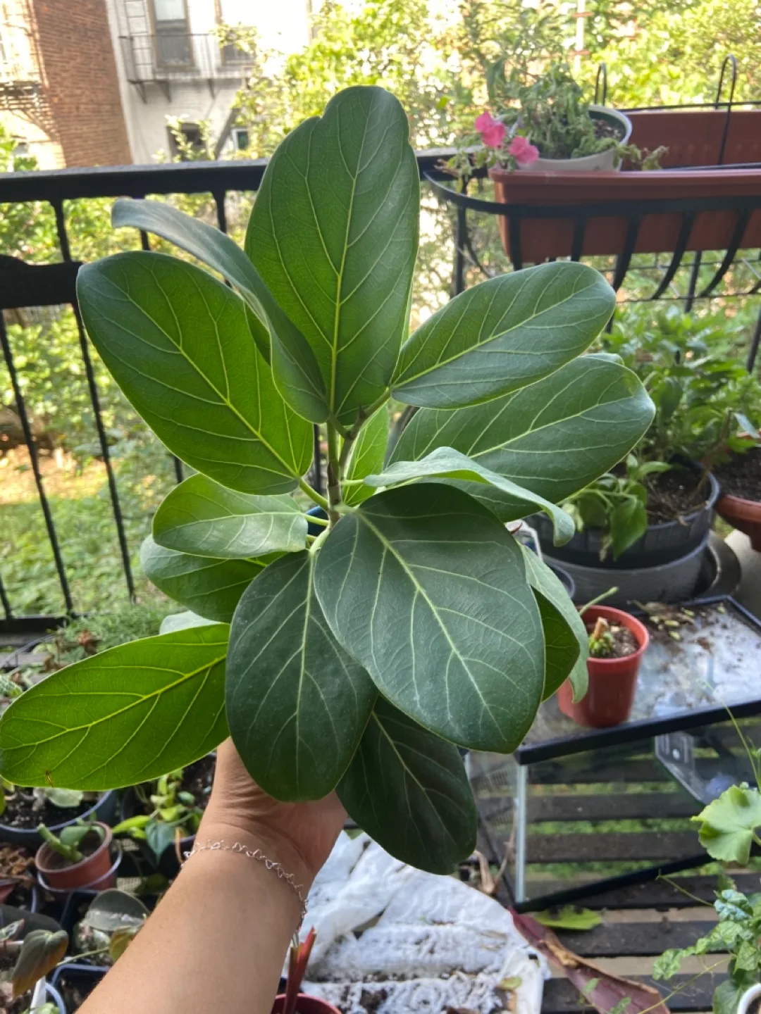Ficus Audrey with self watering pot thumbnail