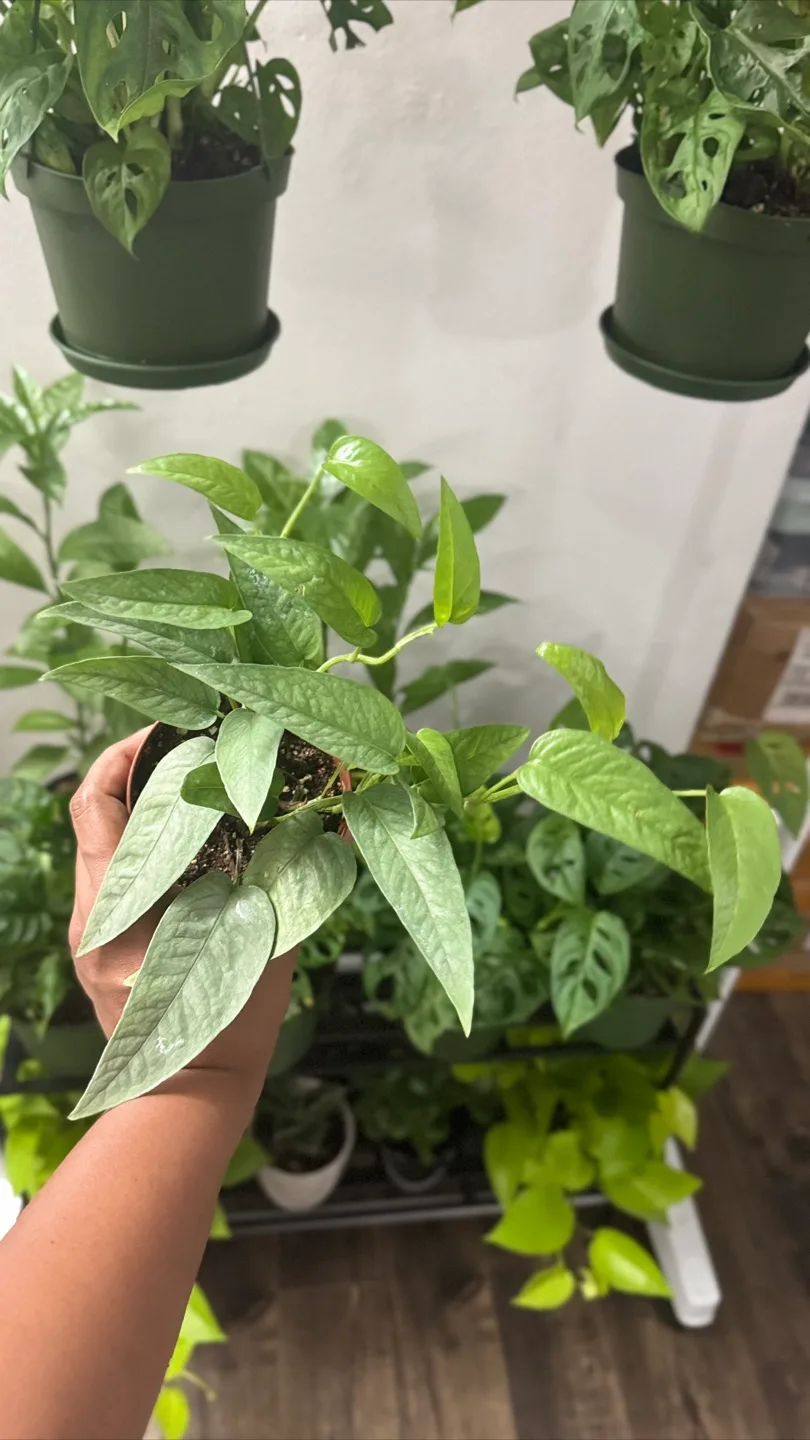 Potted Cebu Blue Pothos Plant