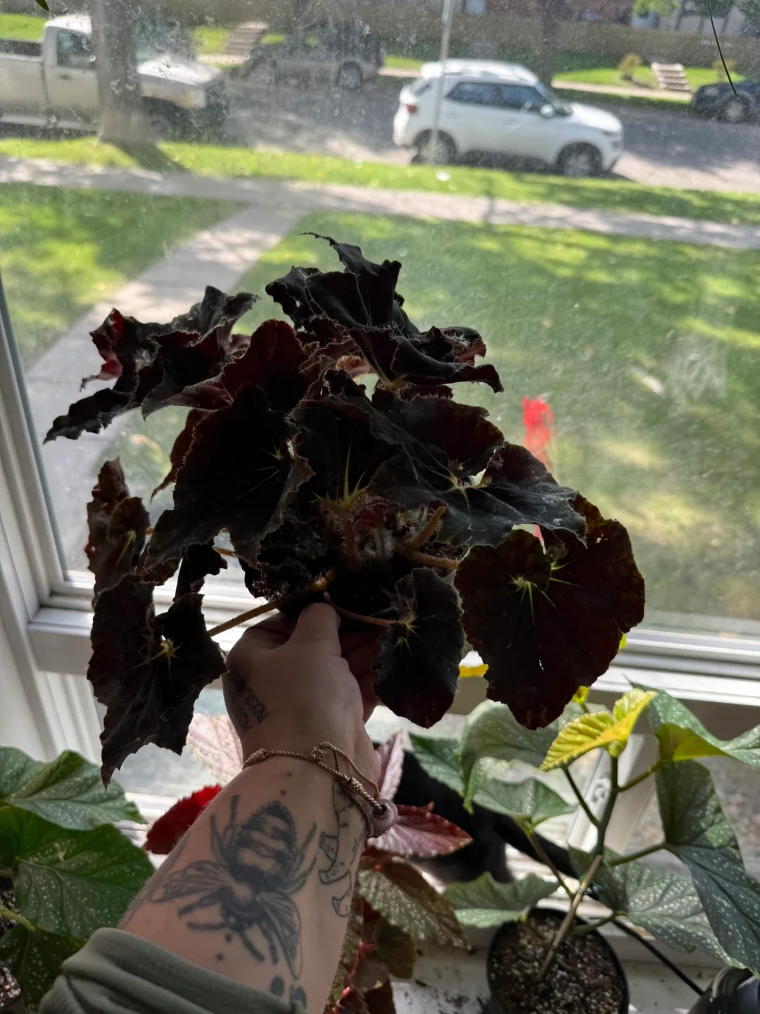 Begonia Black Mamba thumbnail