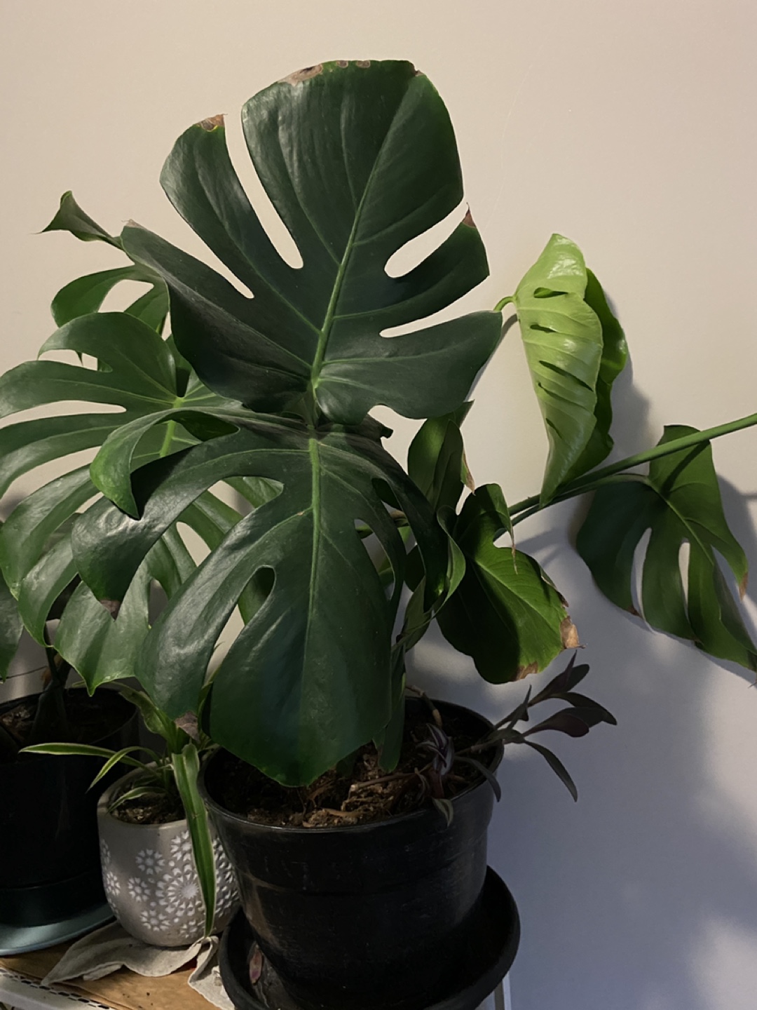Monsterra plants - photo 2