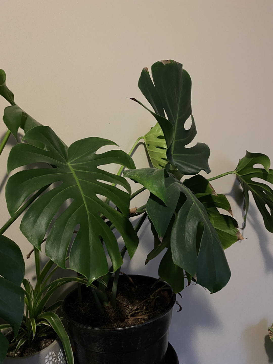 Monsterra plants