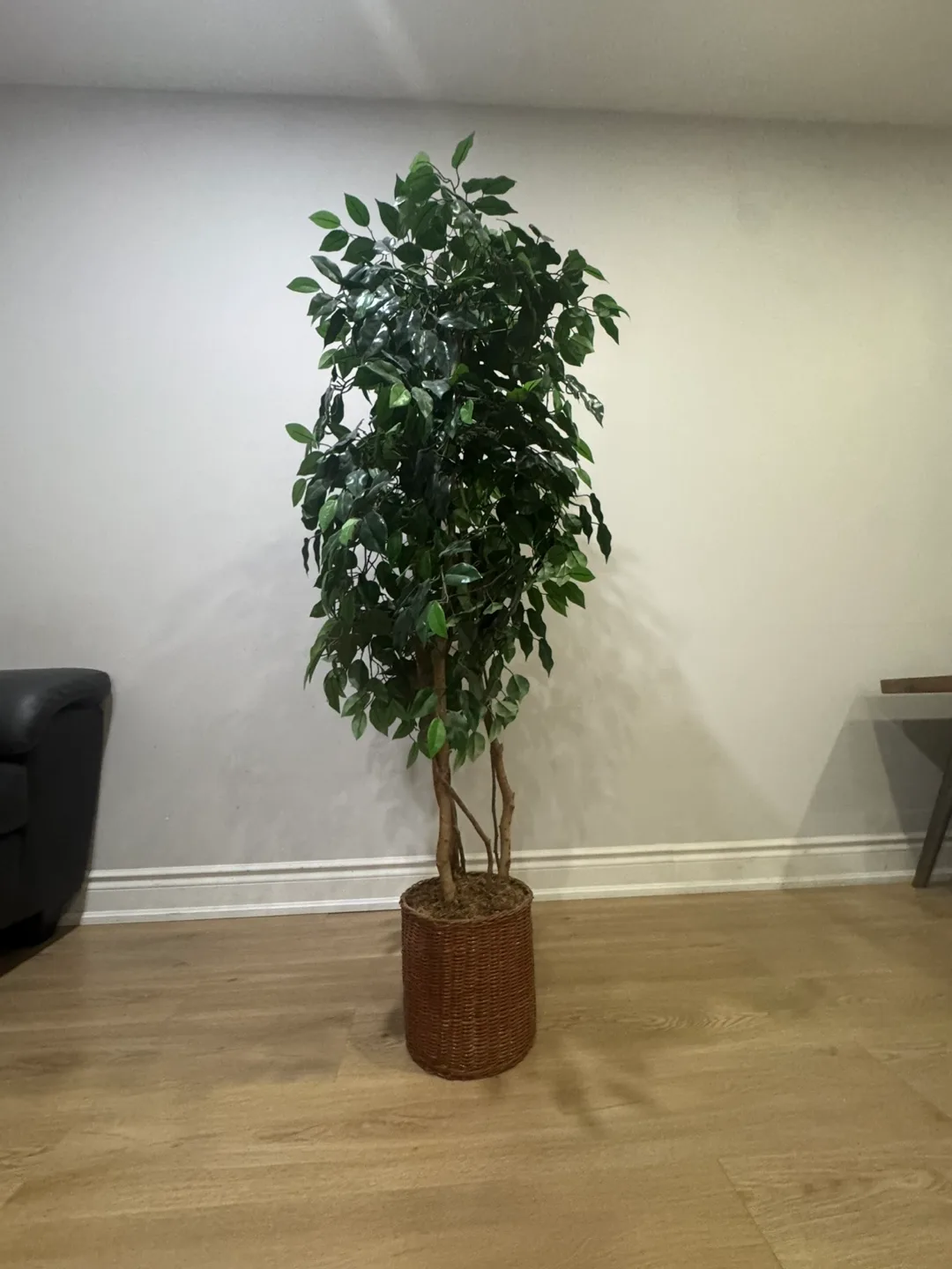 Artificial Ficus Tree in Brown Wicker Basket thumbnail