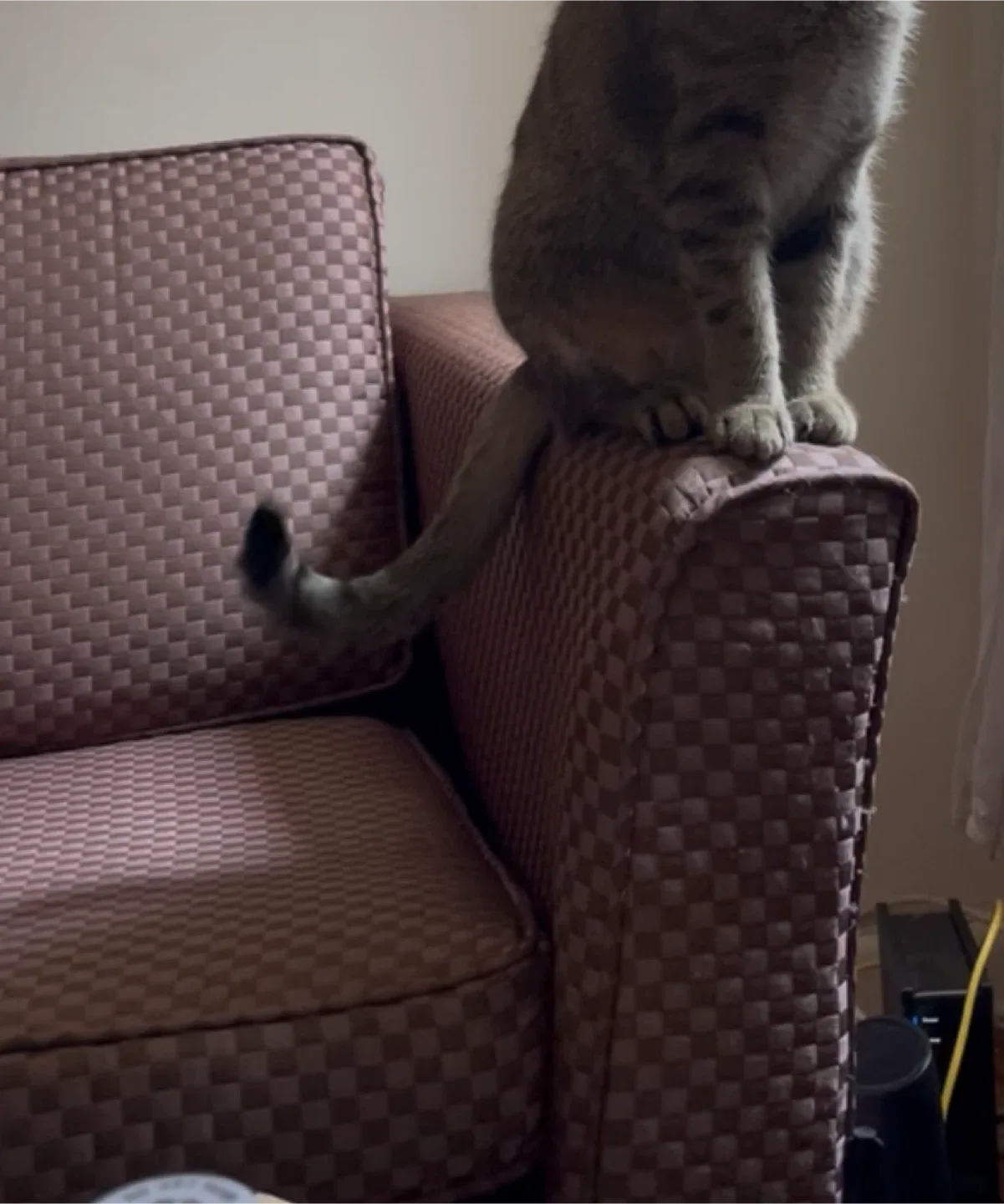 Free Lavender checkered loveseat image indicator(4)