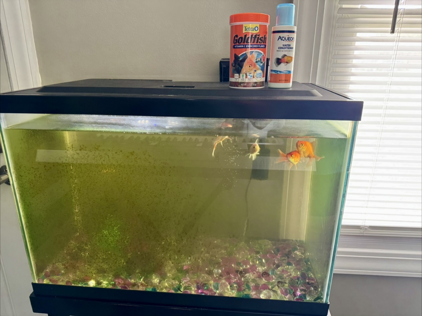 Fish tank