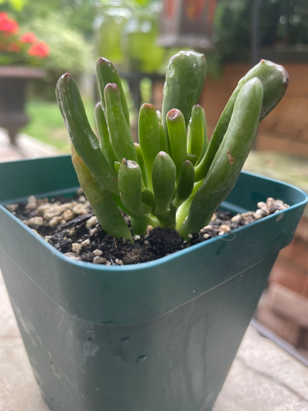 Jade Plant “Shreck Ears” in Green Pot