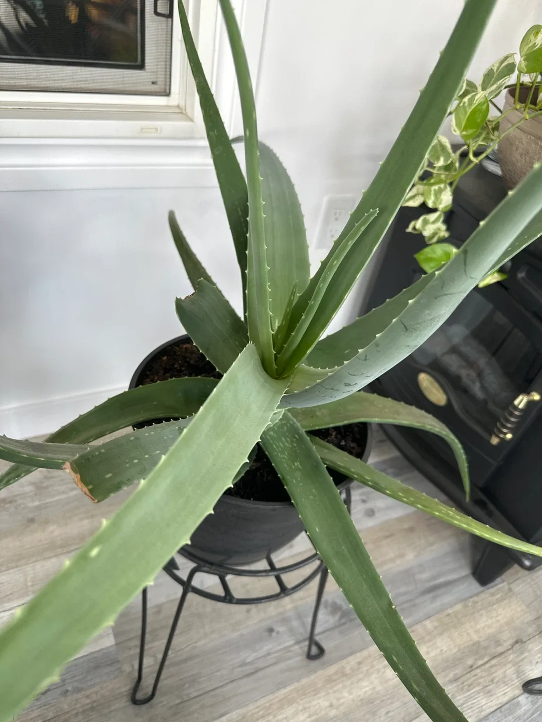 Aloe Vera Plant thumbnail