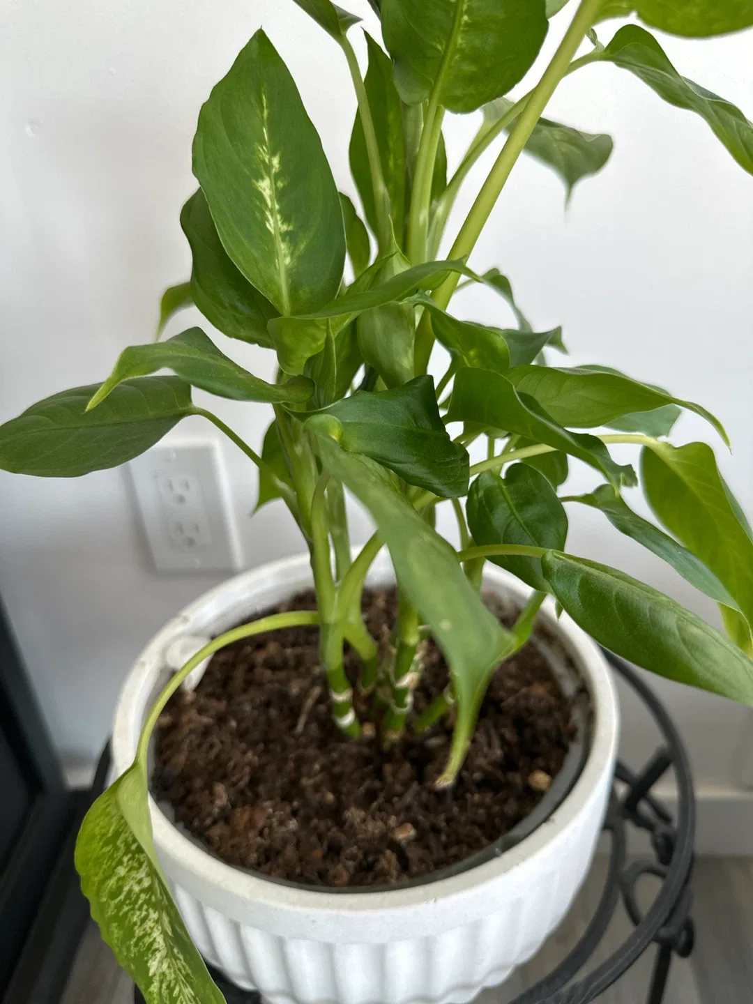 Dieffenbachia Plant in White Pot thumbnail