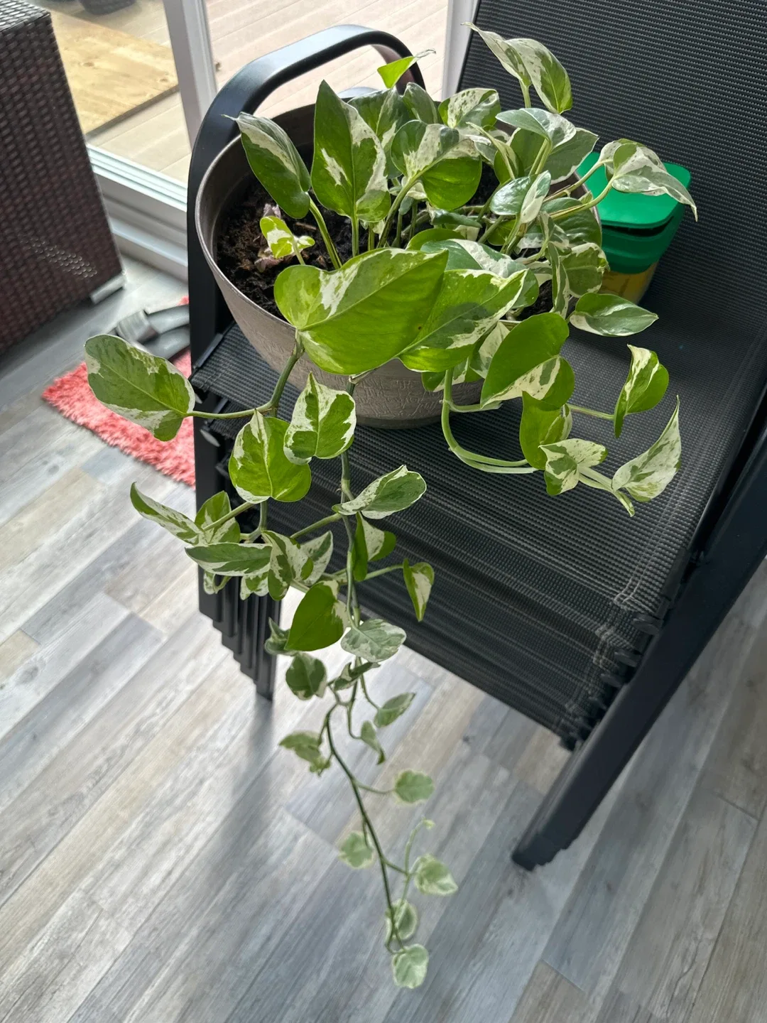 Pothos Plant in Brown Pot thumbnail