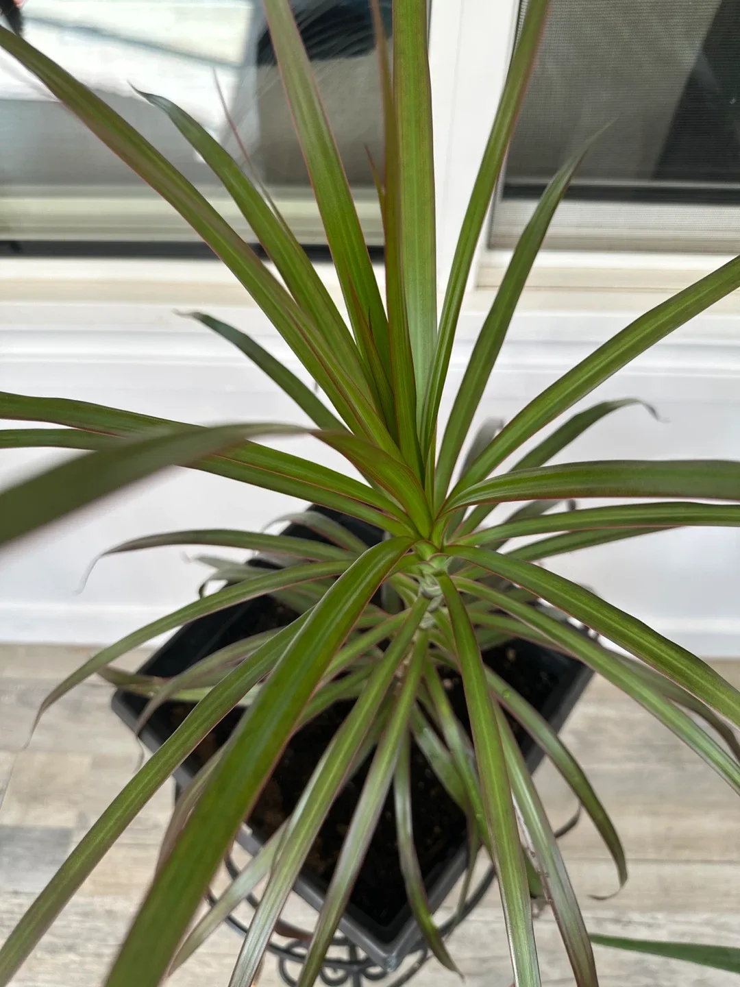 Dragon Tree in Black Pot thumbnail