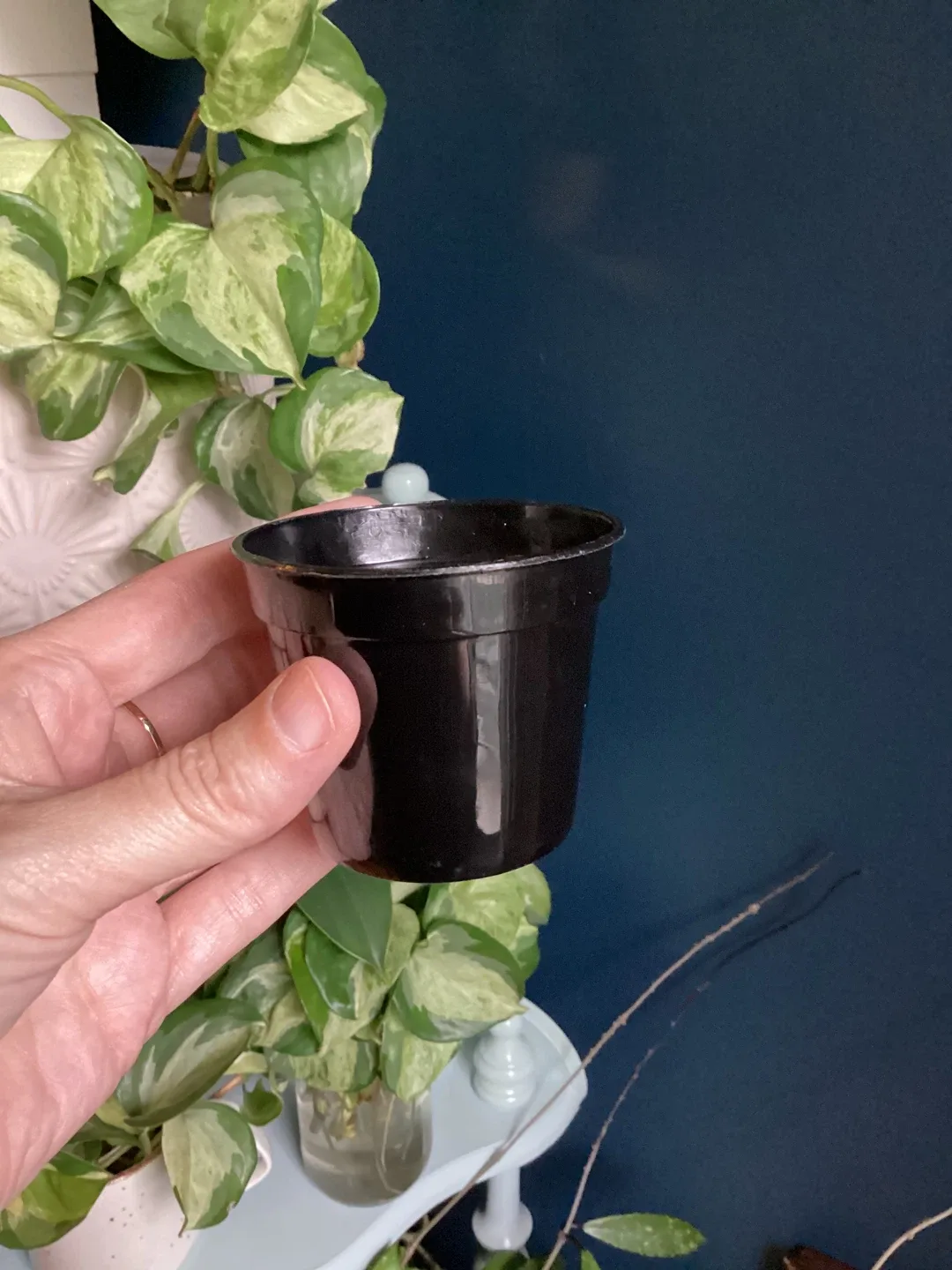 Small Black Plastic Plant Pots - 35 image indicator(2)