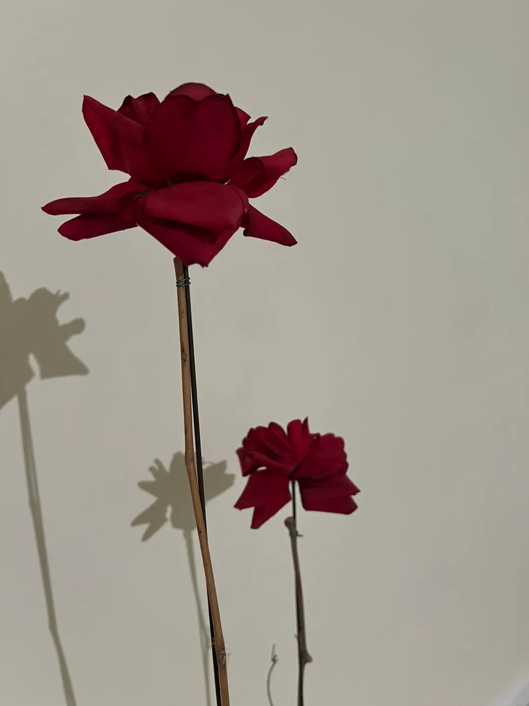 Long stem roses - decorative image indicator(2)