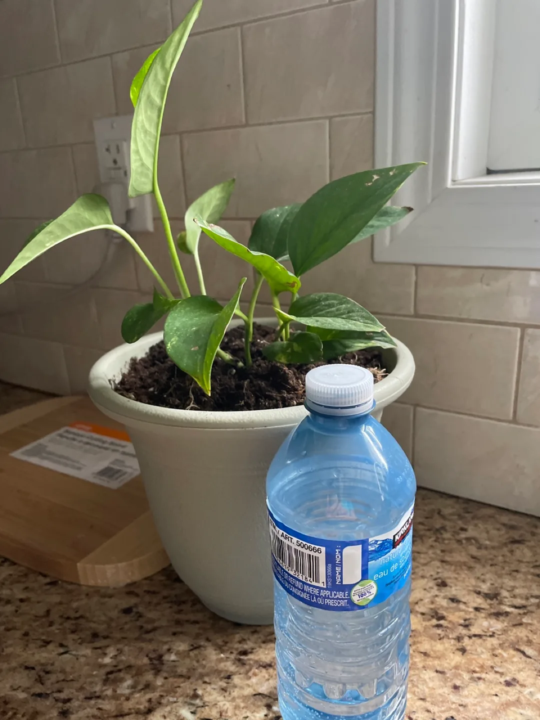 Pothos plant with hanging image indicator(3)