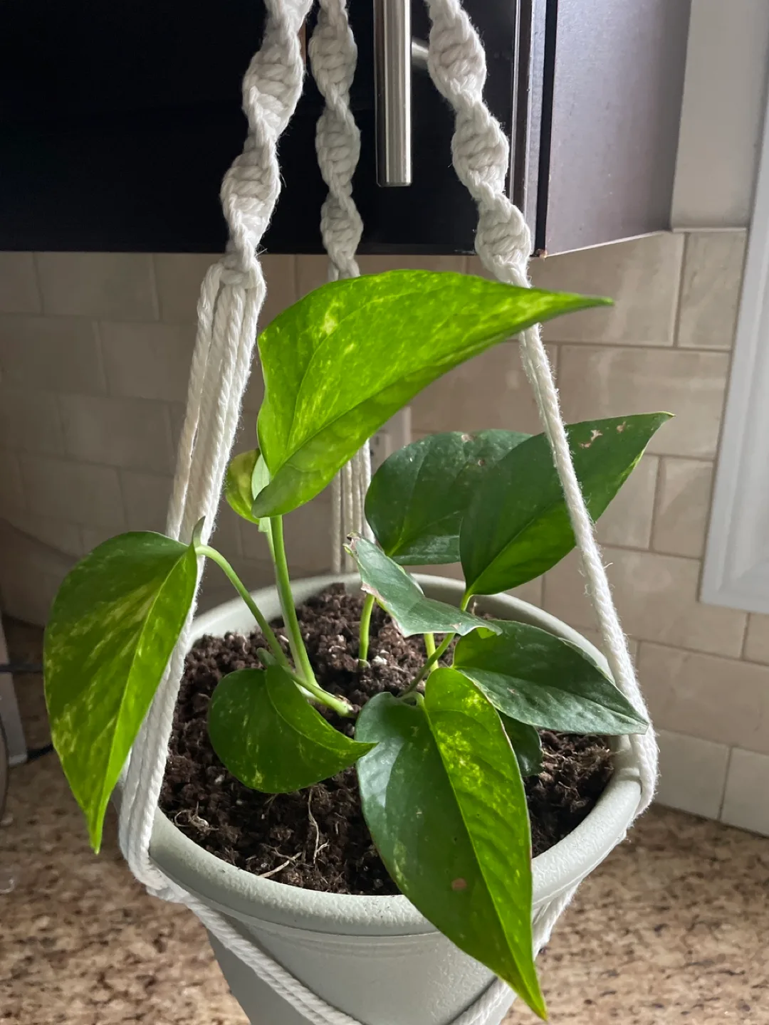 Pothos plant with hanging image indicator(2)