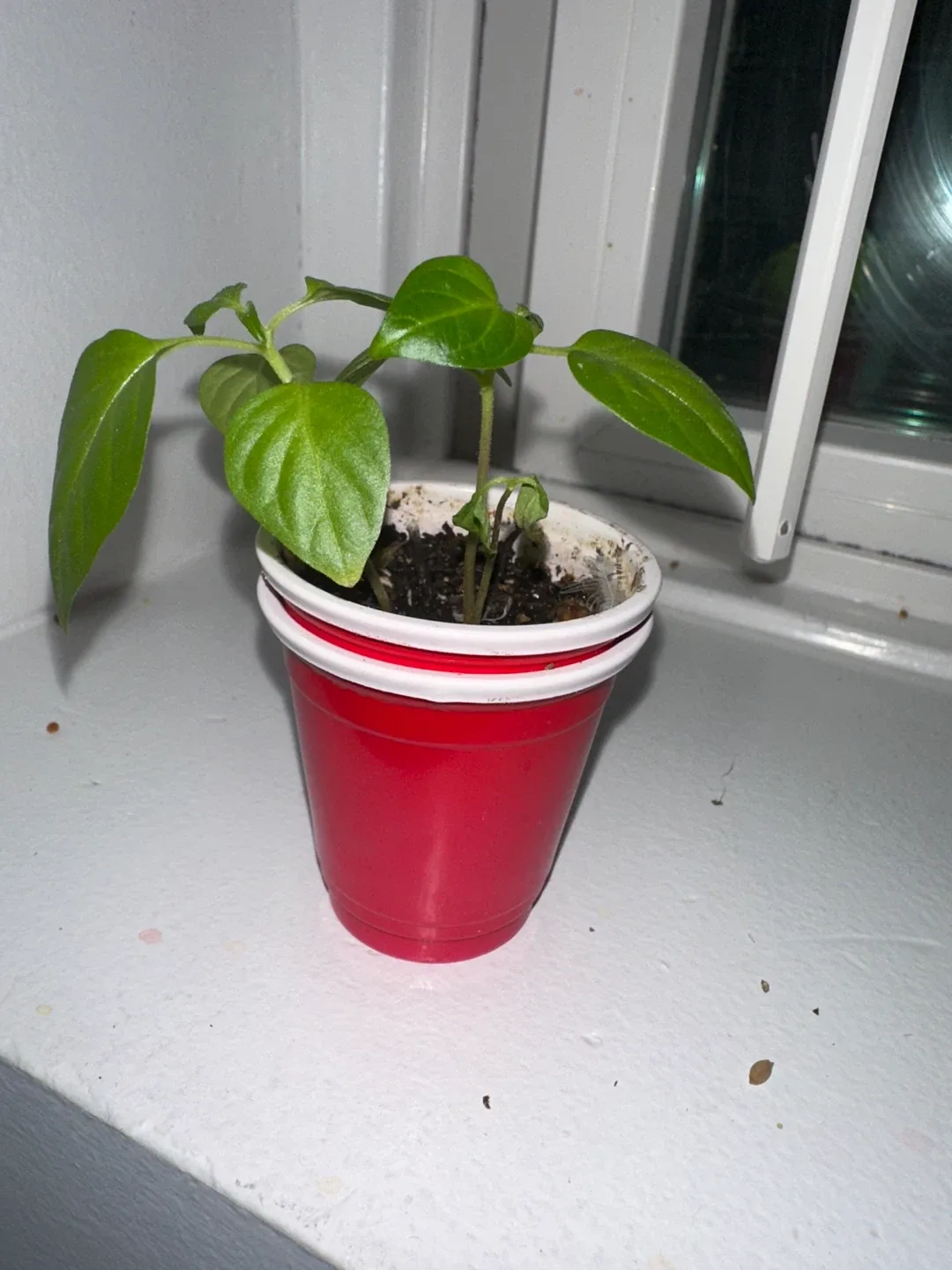 Herbino Pepper Plant Seedling in Red Cup🥕 thumbnail