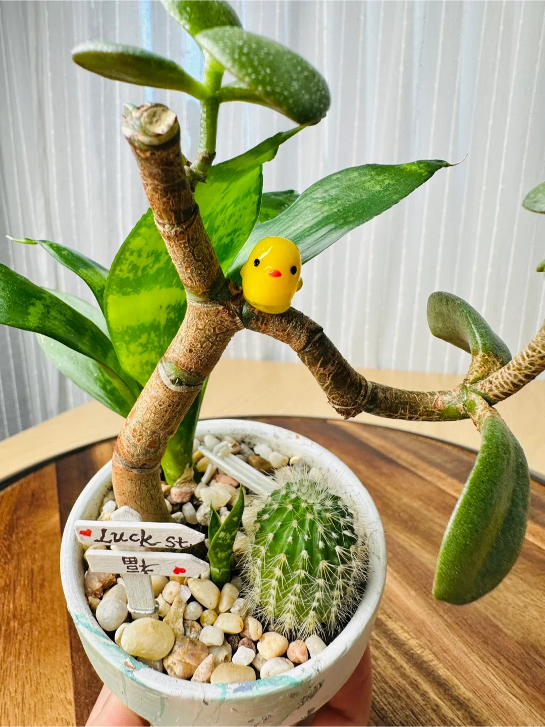 Hand made unique Pot& low maintenance plants image indicator(2)