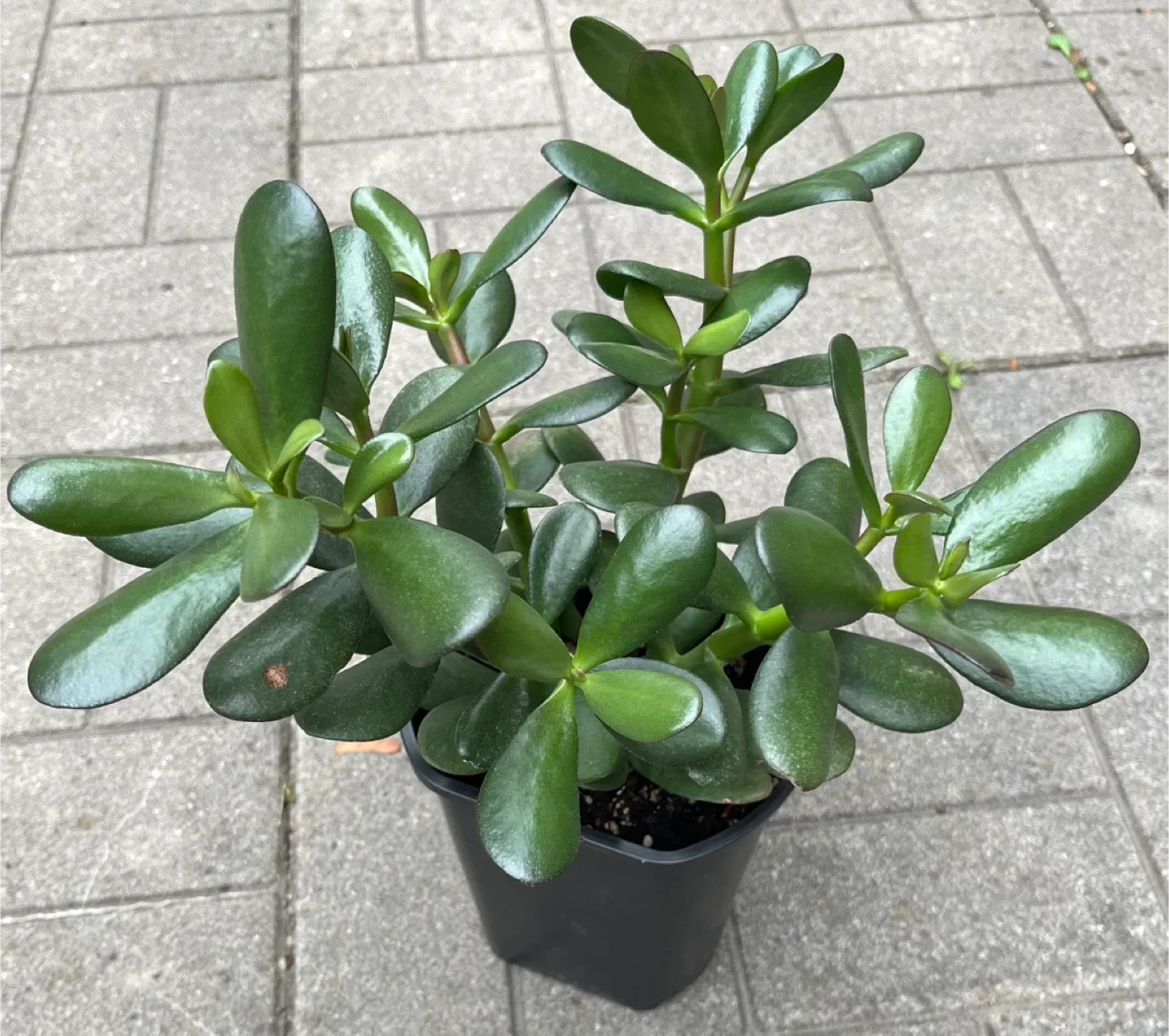 Jade Plant in 6” Pot thumbnail