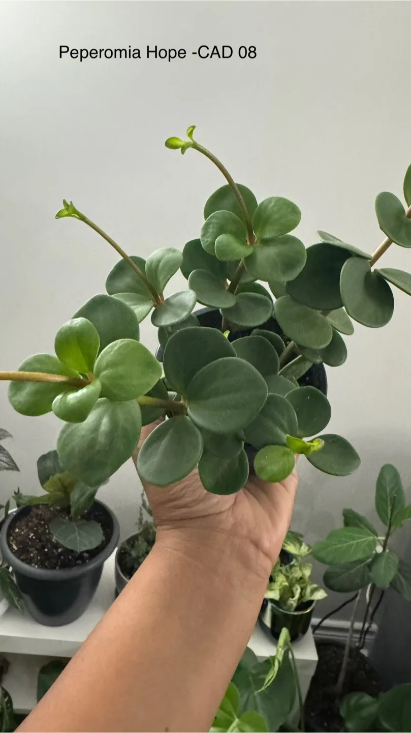 Peperomia Hope Plant