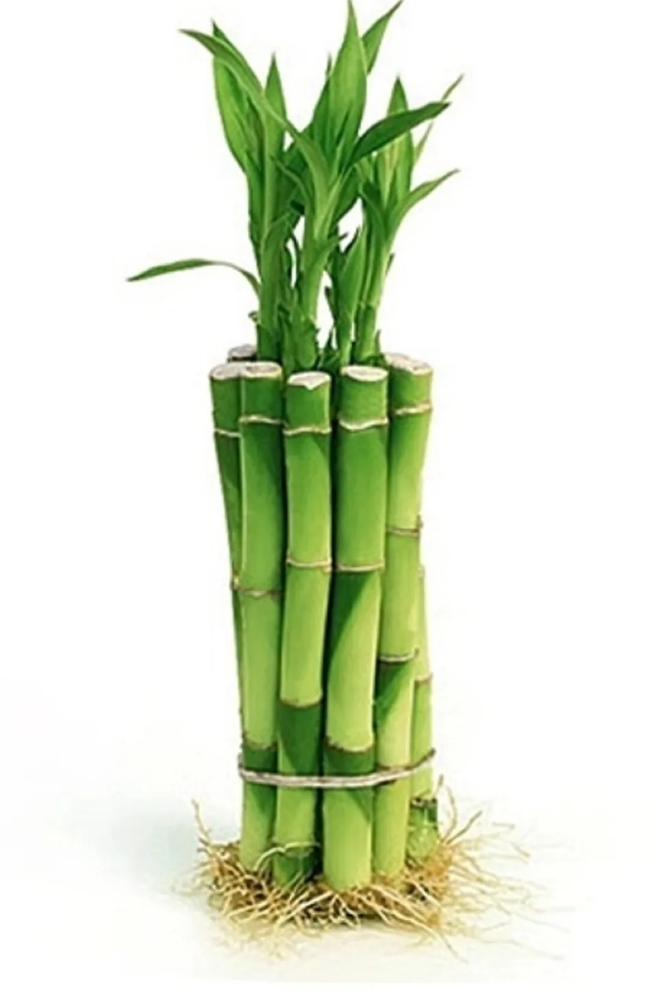Lucky Bamboo Plant