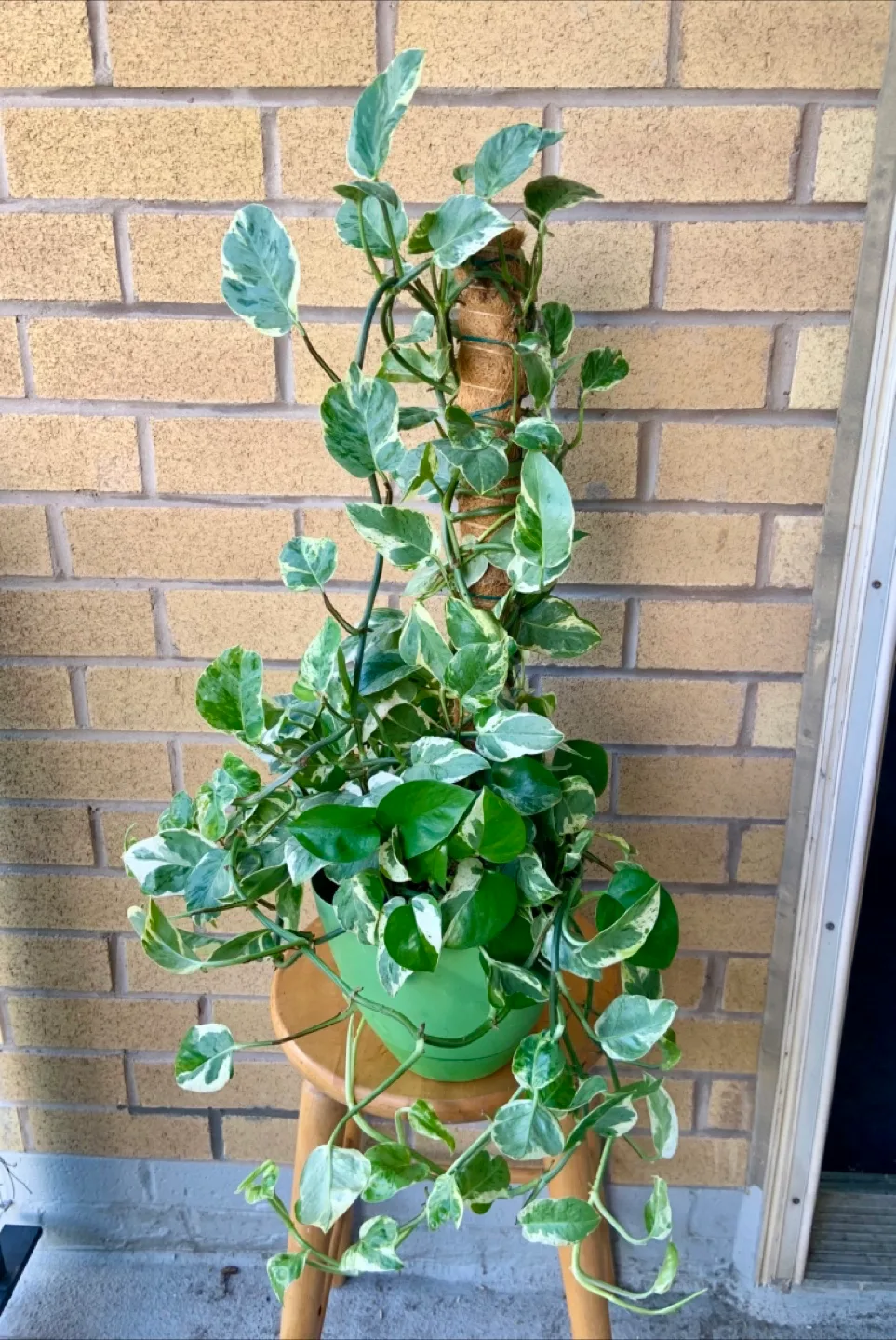 Pearl and Jade Pothos and climbing Coco Coir Pole image indicator(3)