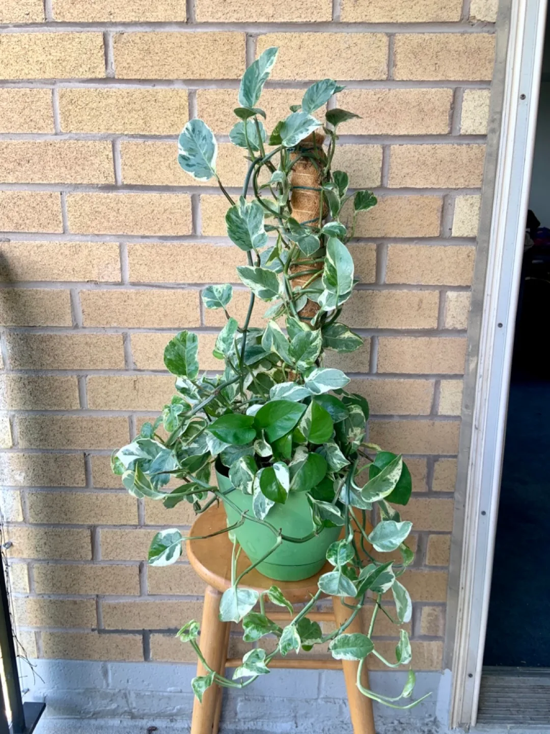 Pearl and Jade Pothos and climbing Coco Coir Pole image indicator(2)