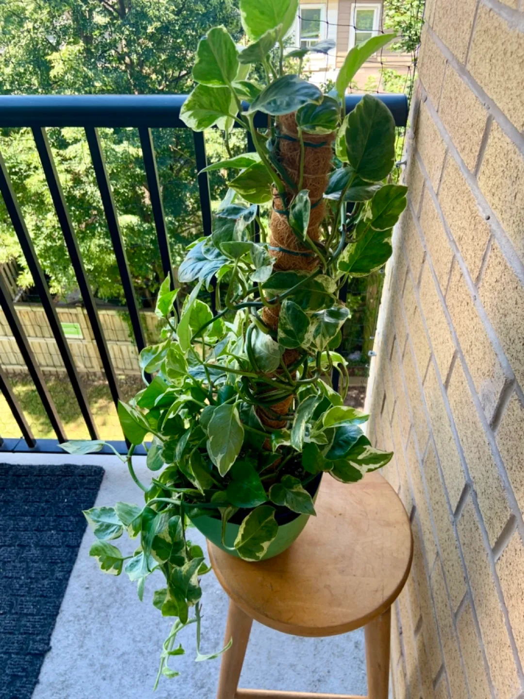 Pearl and Jade Pothos and climbing Coco Coir Pole image indicator(5)