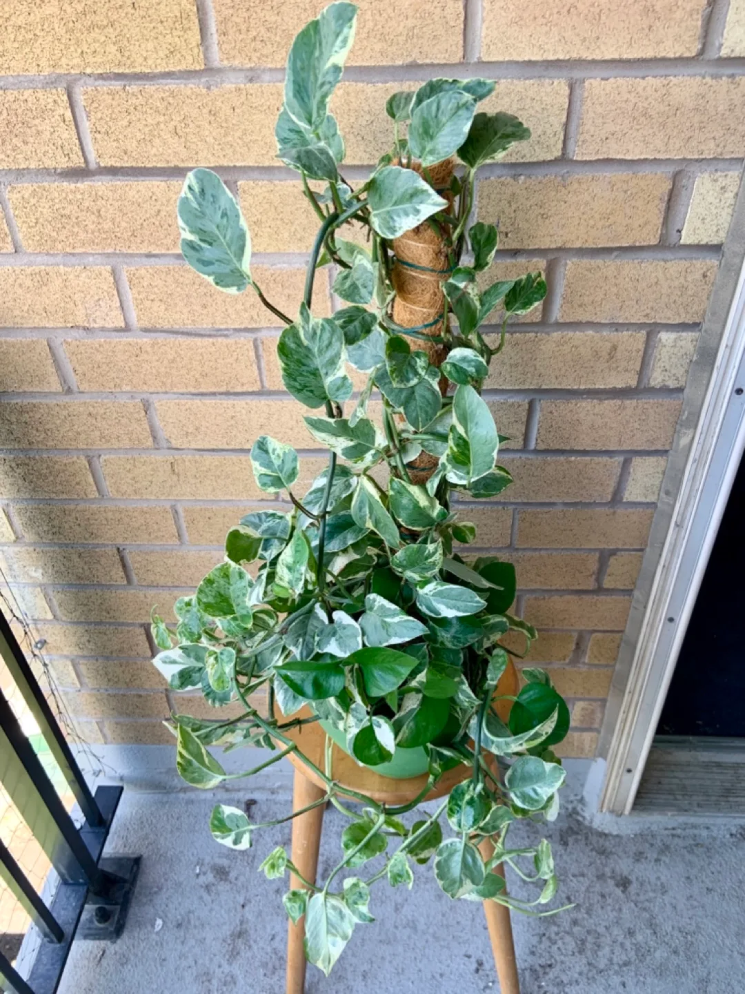 Pearl and Jade Pothos and climbing Coco Coir Pole image indicator(4)