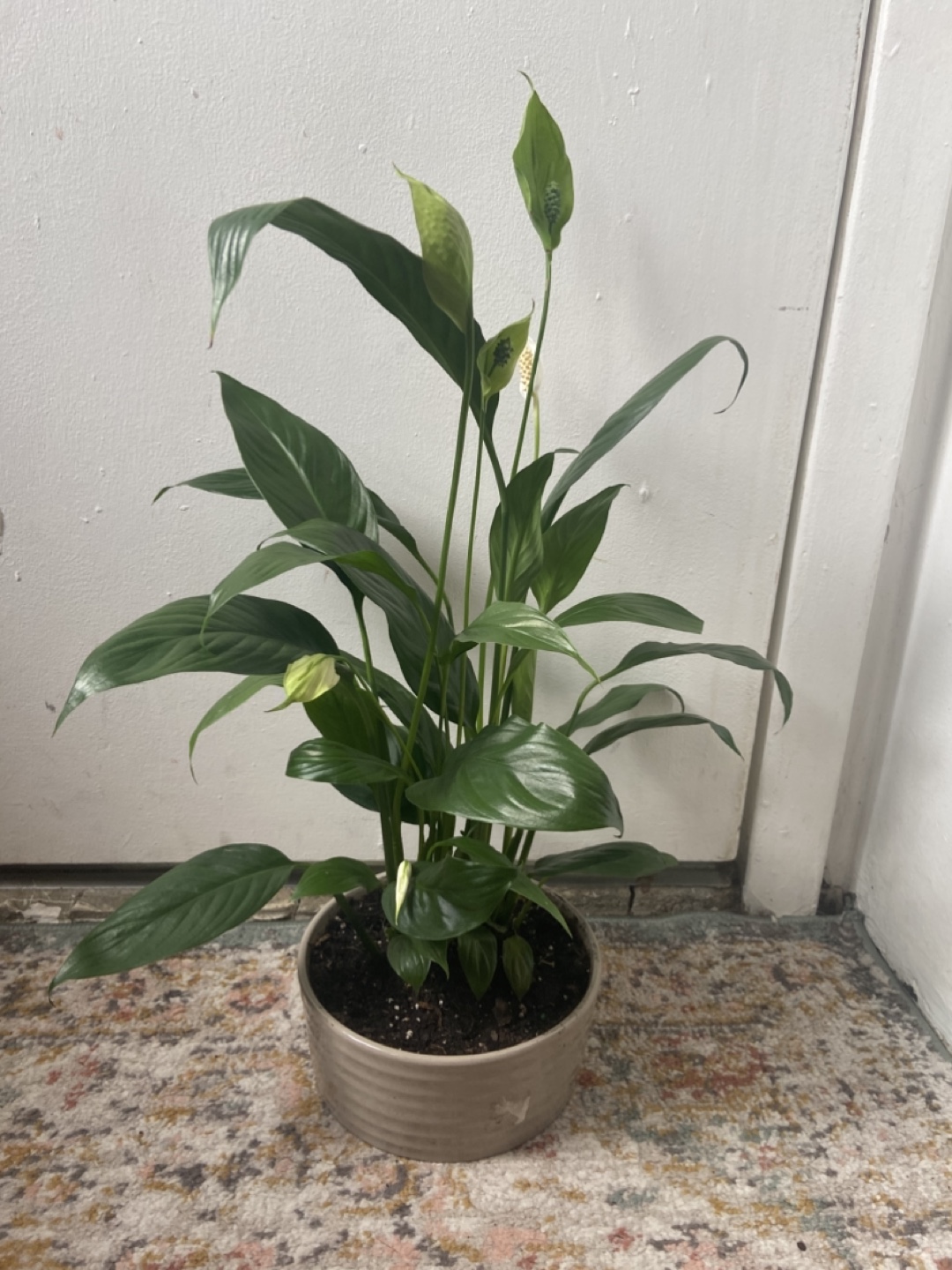 Peace Lily with ceramic pot Read Description 🪴
