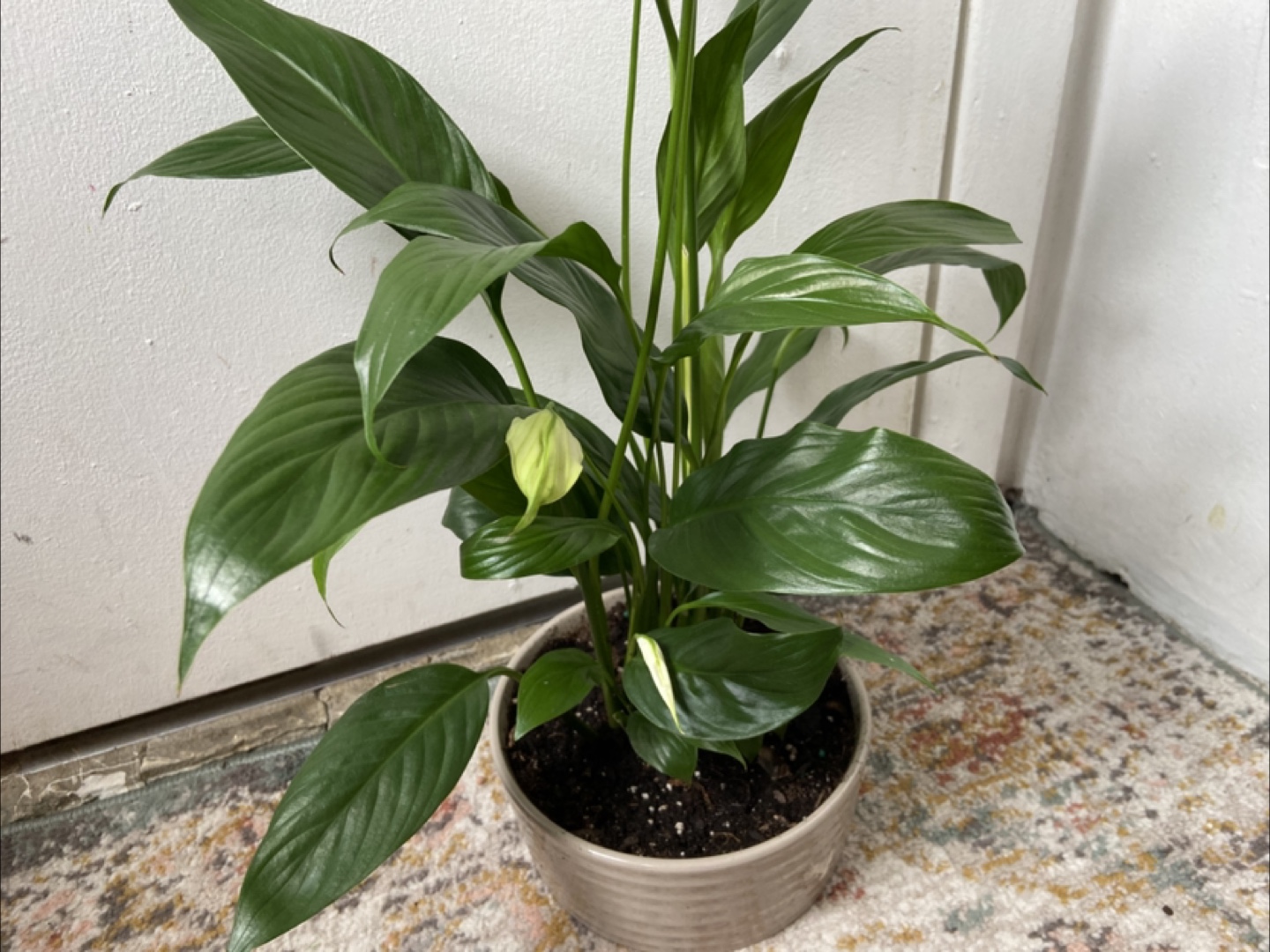 Peace Lily with ceramic pot Read Description 🪴 - photo 3