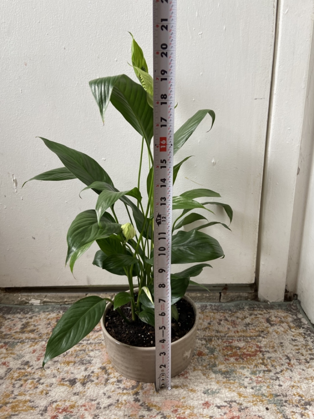 Peace Lily with ceramic pot Read Description 🪴 - photo 2