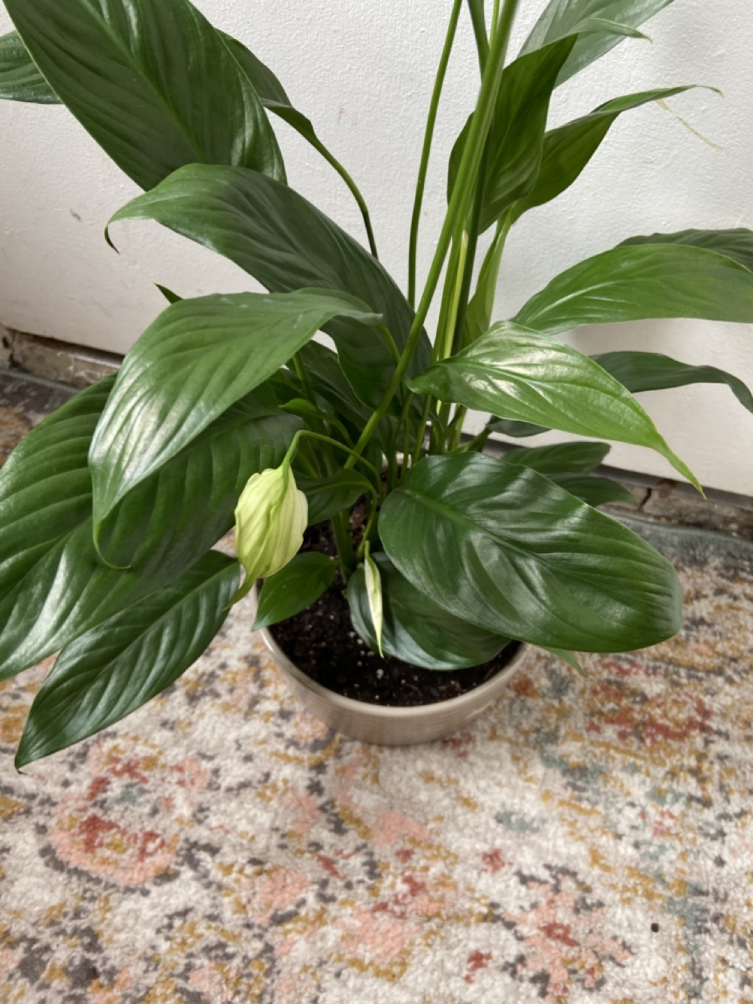 Peace Lily with ceramic pot Read Description 🪴 - photo 4
