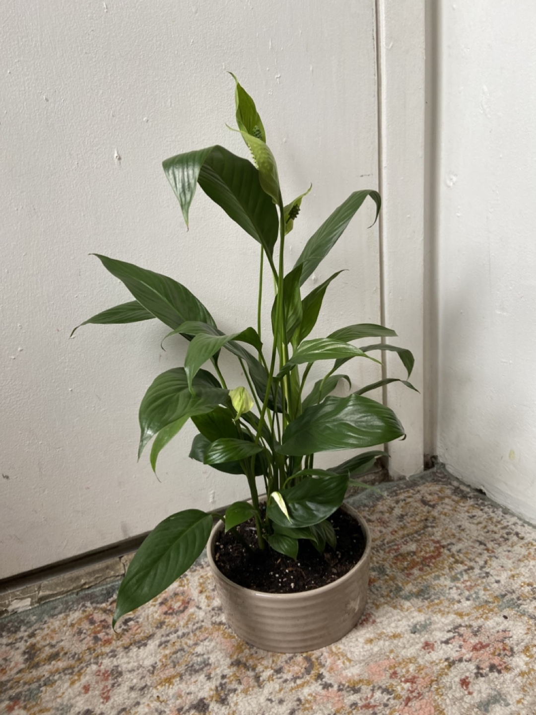 Peace Lily with ceramic pot Read Description 🪴 - photo 5