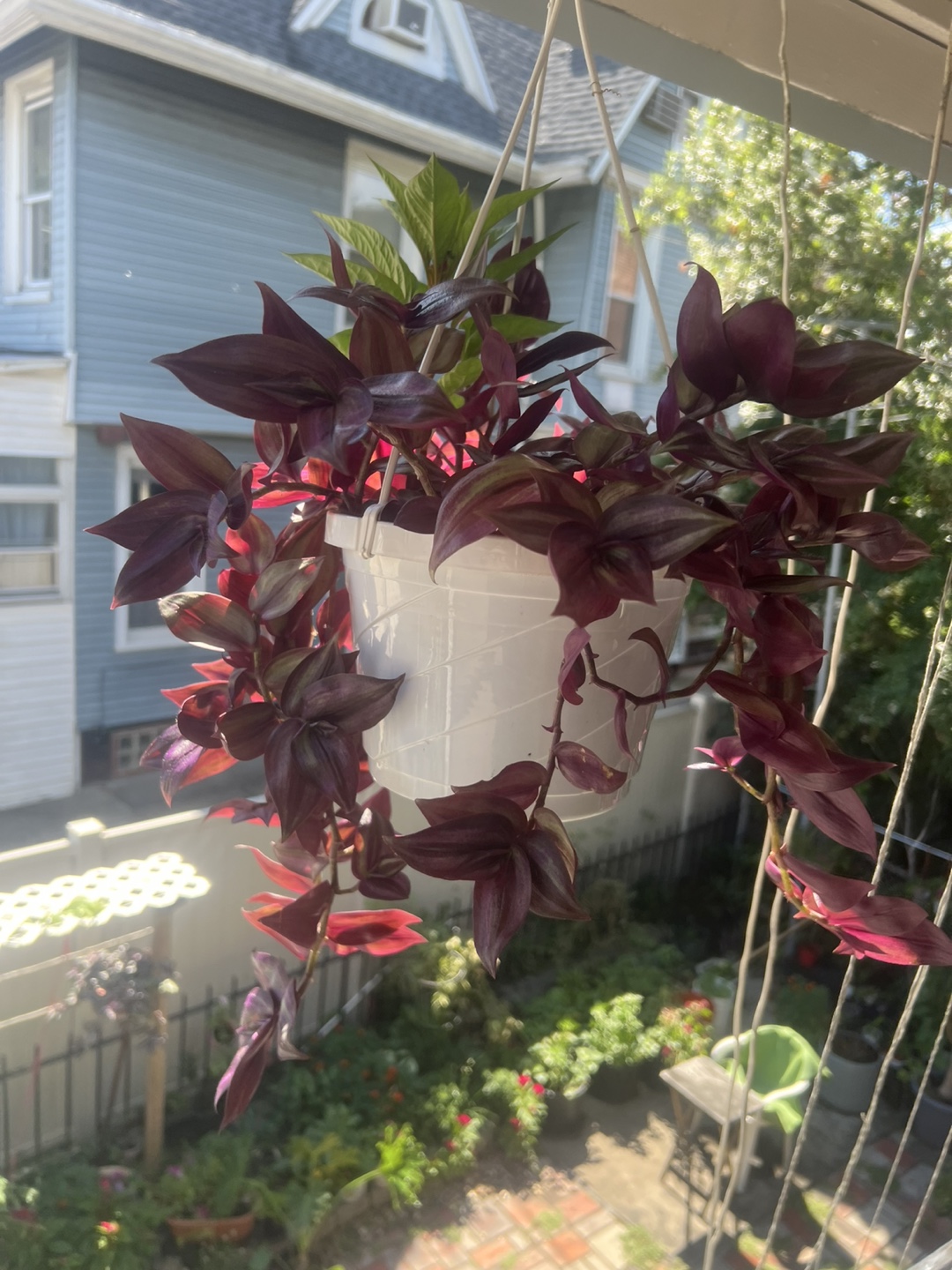 Wandering Jew Plant in Hanging Pot