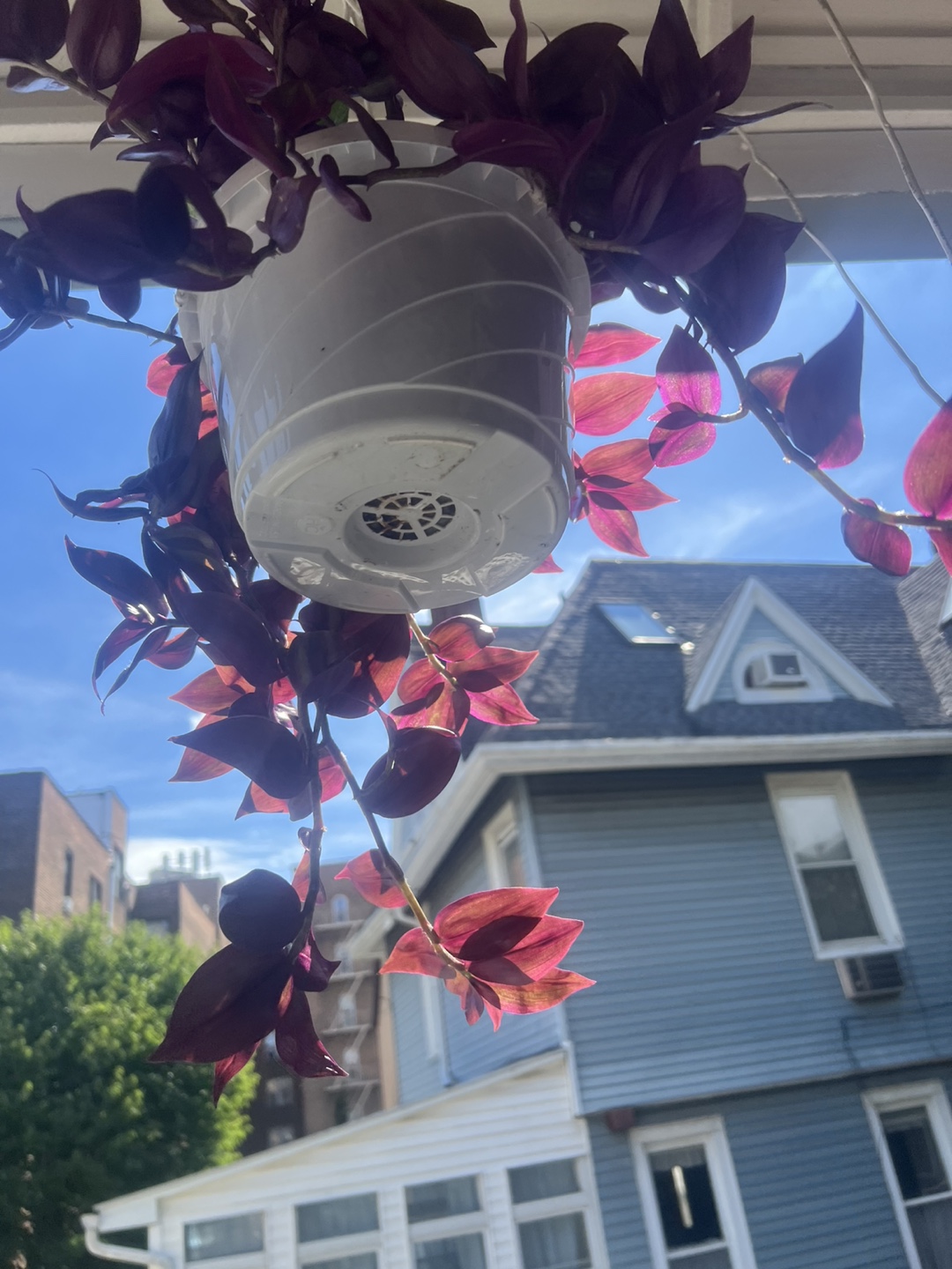 Wandering Jew Plant in Hanging Pot - photo 5