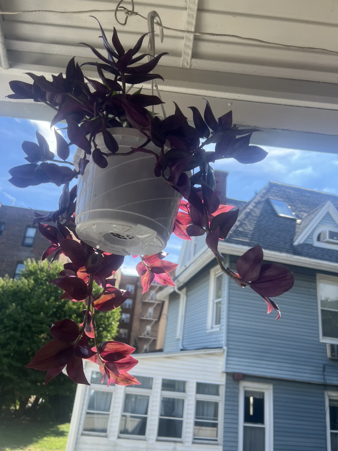 Wandering Jew Plant in Hanging Pot - photo 4