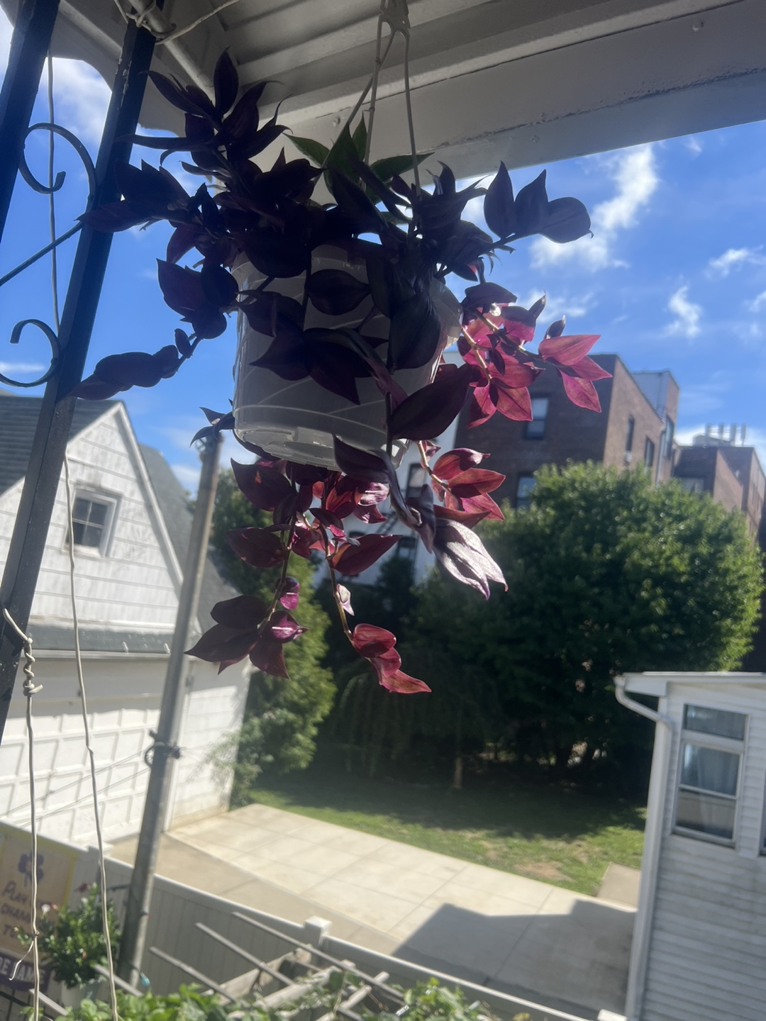 Wandering Jew Plant in Hanging Pot - photo 3