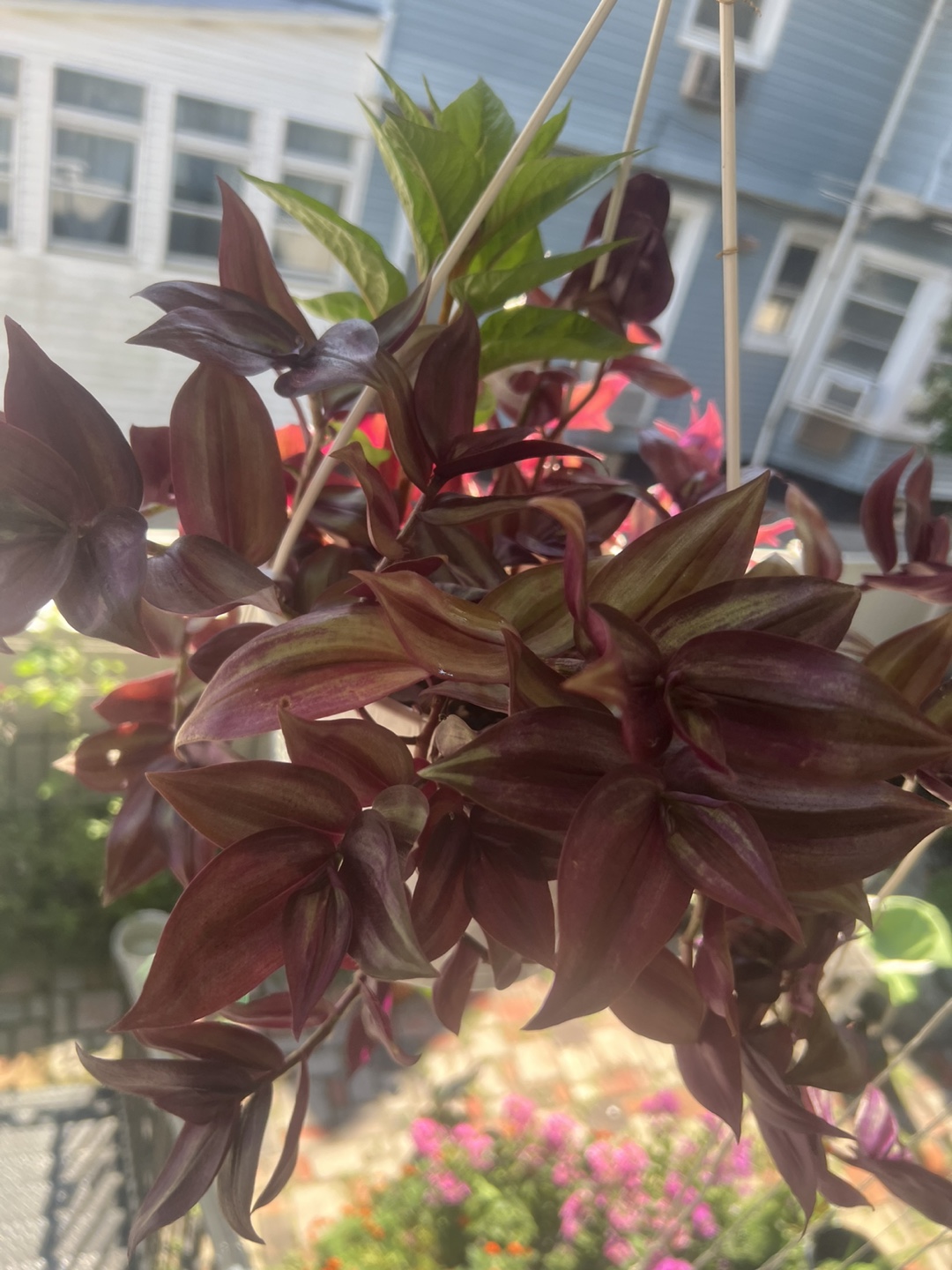 Wandering Jew Plant in Hanging Pot - photo 2