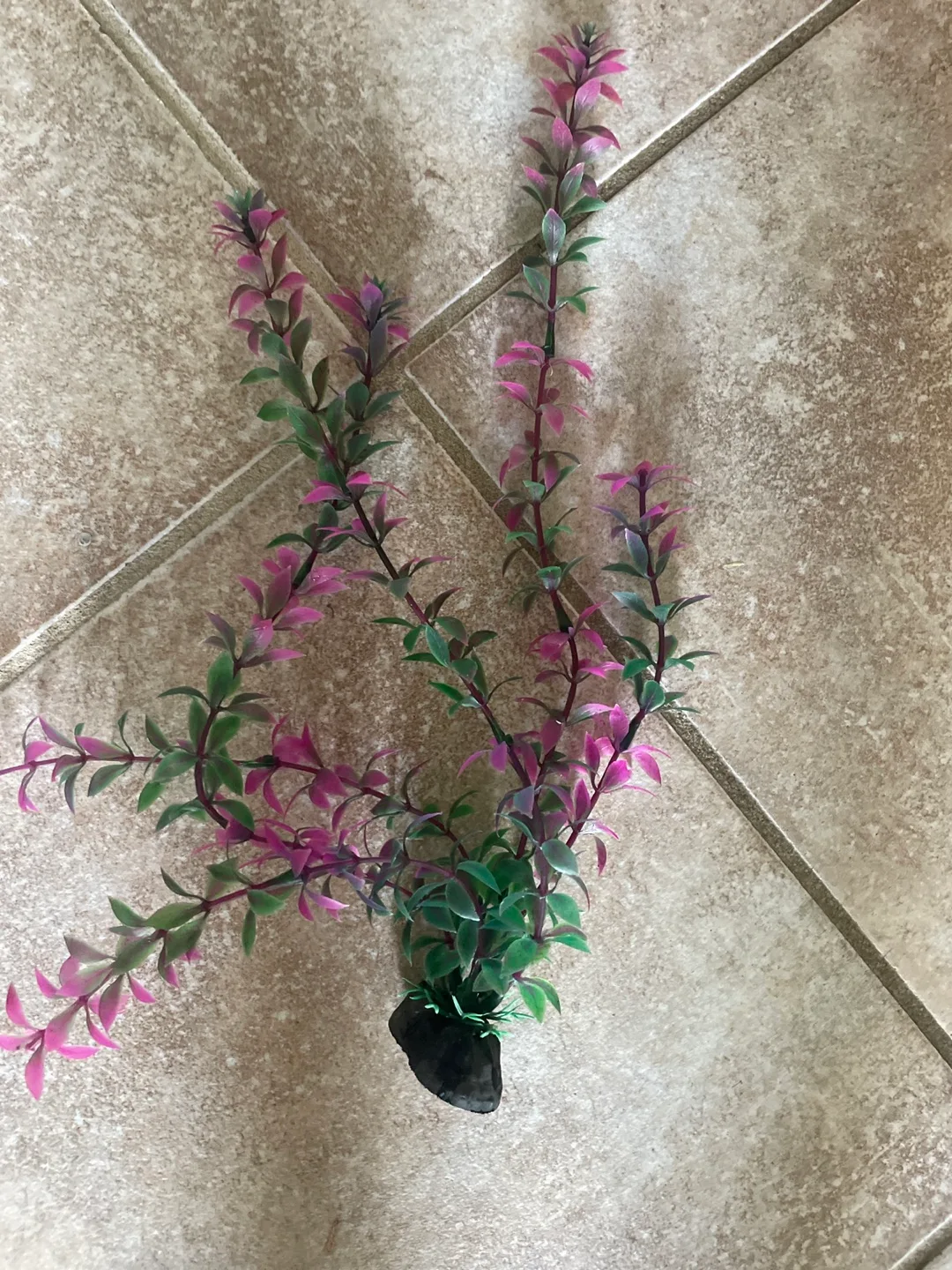 Aquarium Plants image indicator(2)