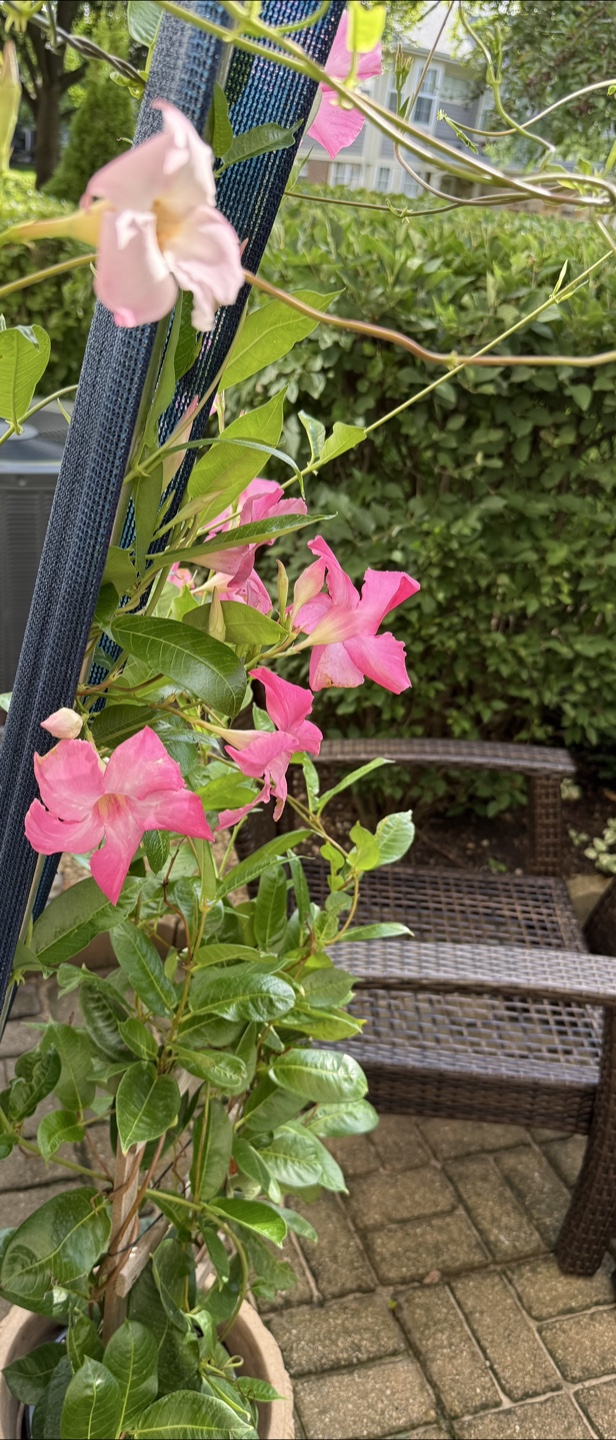 Healthy vining pink flowering Mandevilla plant w