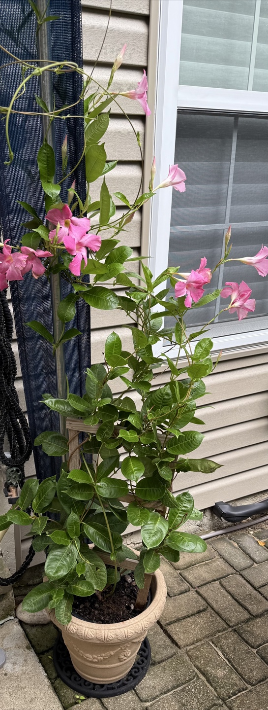 Healthy vining pink flowering Mandevilla plant w - photo 2