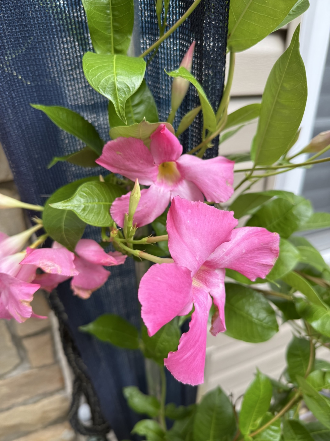 Healthy vining pink flowering Mandevilla plant w - photo 3