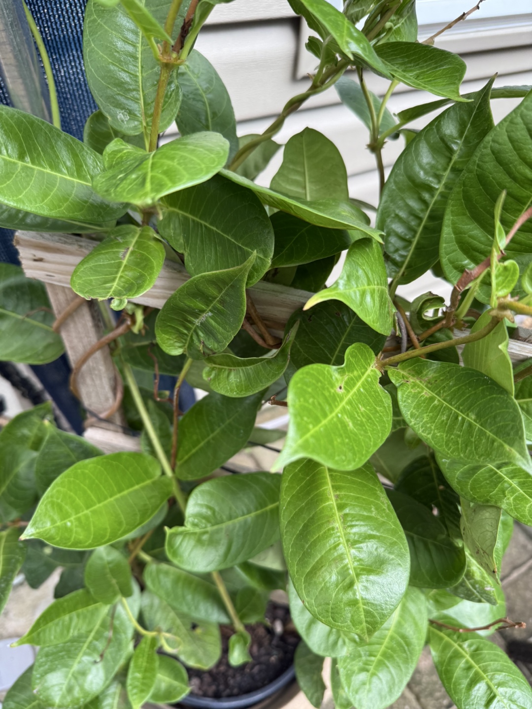 Healthy vining pink flowering Mandevilla plant w - photo 4