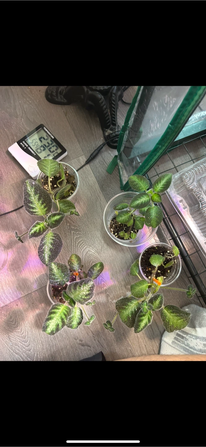 Episcia blue Nile