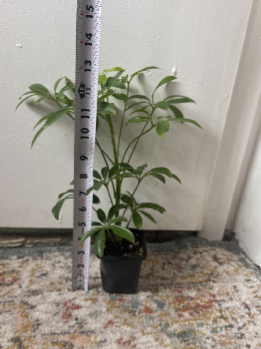 Umbrella Plant Read Description 🪴 - photo 3