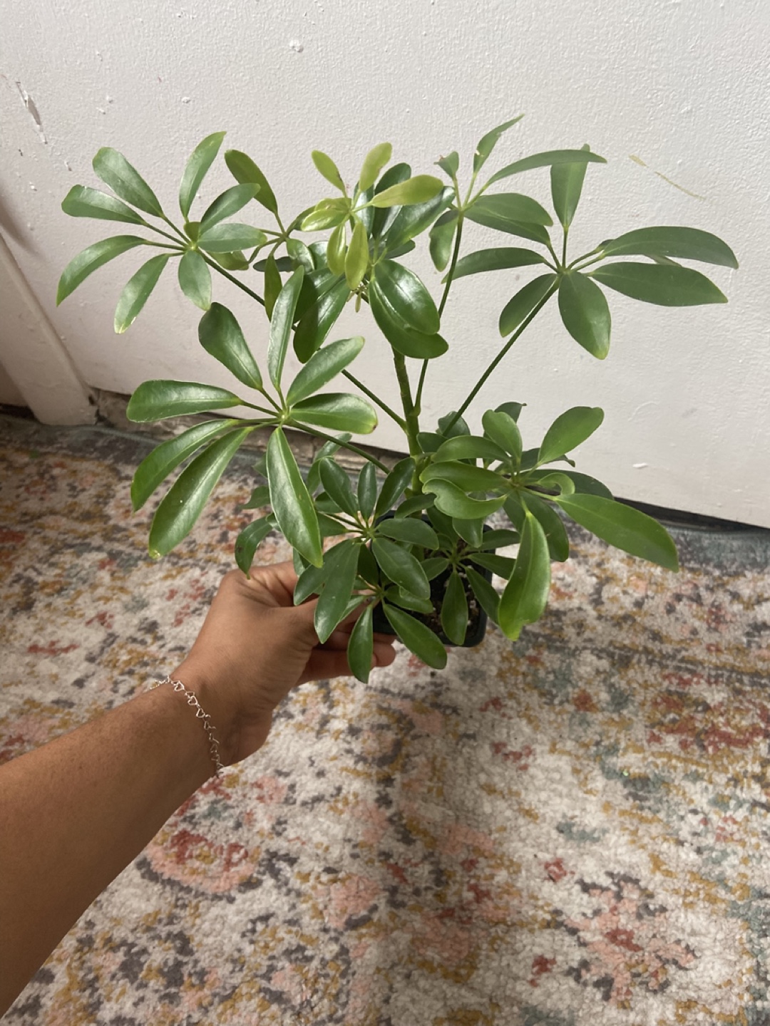 Umbrella Plant Read Description 🪴 - photo 4